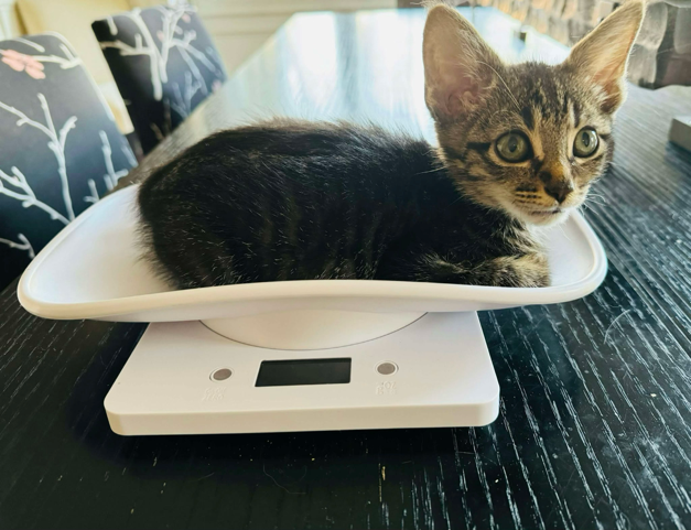 What, When and Why: Monitoring cats during FIP Treatment